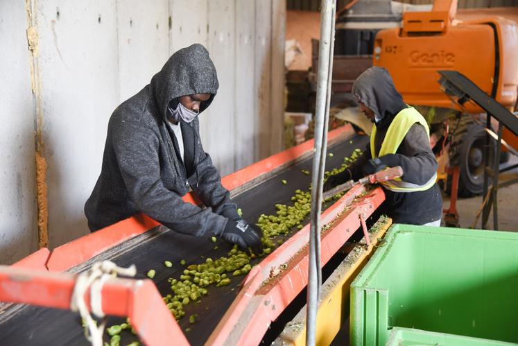 Deux ouvriers assurent le tri après le passage dans la machine.