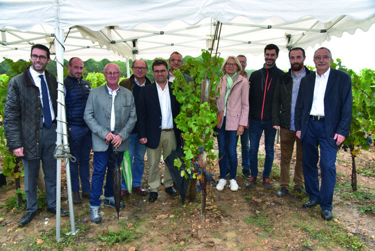 Aux Granges-le-Roi (Essonne), le 9 septembre. Les agriculteurs essonniens et yvelinois diversifiés en vignes ont donné le coup d'envoi symbolique de leur première récolte. 
