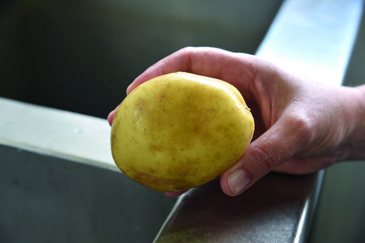 Le champignon de la dartrose apparaît sous forme de taches noires sur la peau des pommes de terre, conséquence de l'humidité et de la chaleur. 