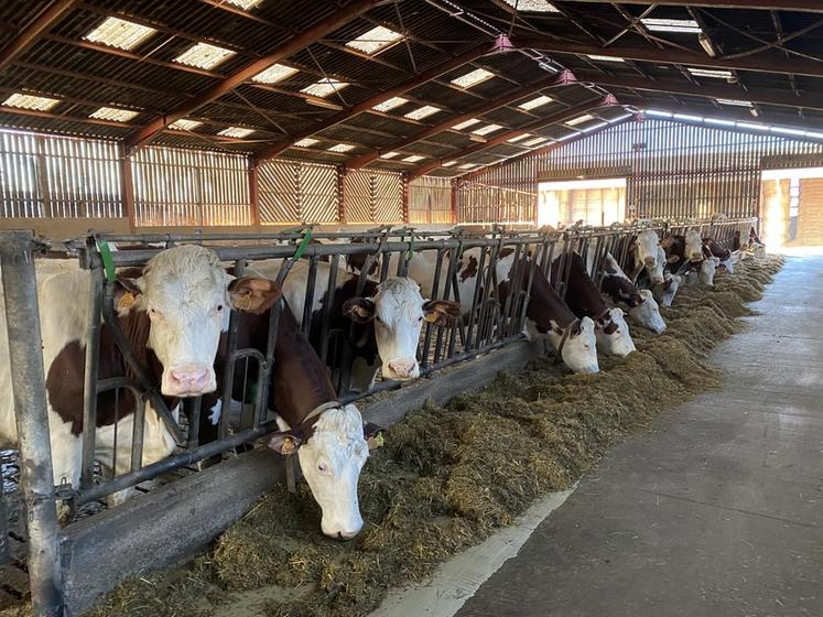 Des essais ont montré qu’il est possible de remplacer le tourteau de soja par des graines de soja toastées, avec un gain de production laitière mais une baisse des taux.