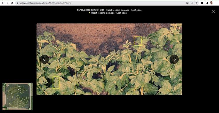 Les caméras haute résolution montées sur le pivot offrent une telle précision qu’il est possible de détecter les bordures de feuilles attaquées par les ravageurs : ici, des pommes de terre touchées par des doryphores. 