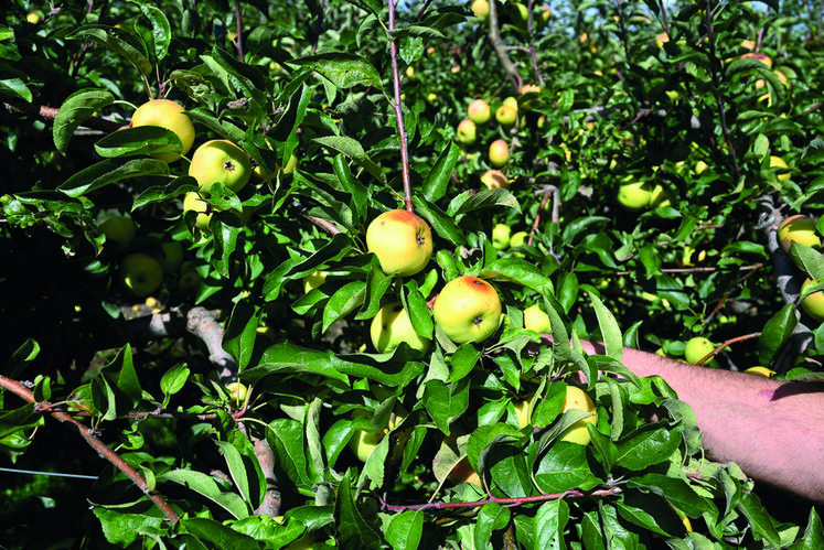 Les pommes du verger d'André Cellier, arboriculteur à Mont-Près-Chambord, ont été impactées par les fortes chaleurs de l'été.