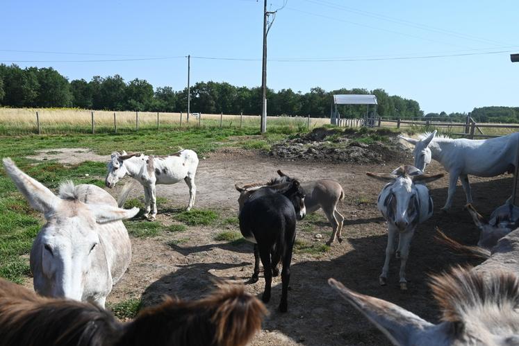 Au Clos Marie, les visiteurs peuvent découvrir les ânes de l'exploitation. 