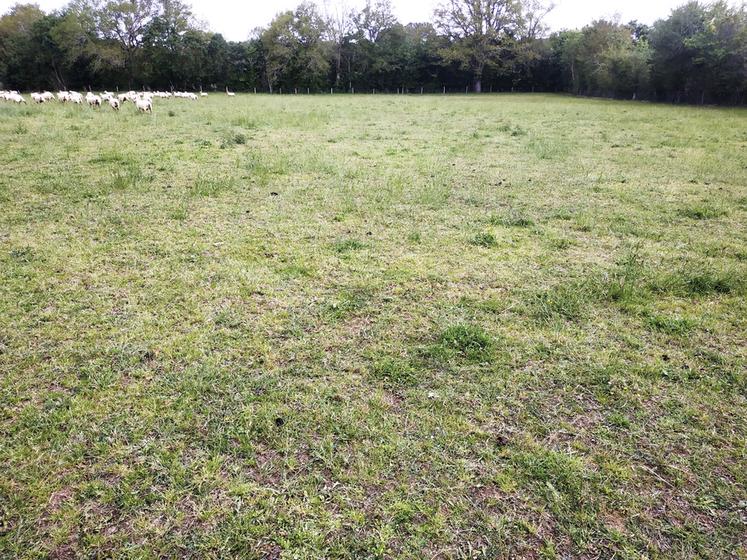Prairie surpâturée en sortie d’hiver (photo prise en avril).
