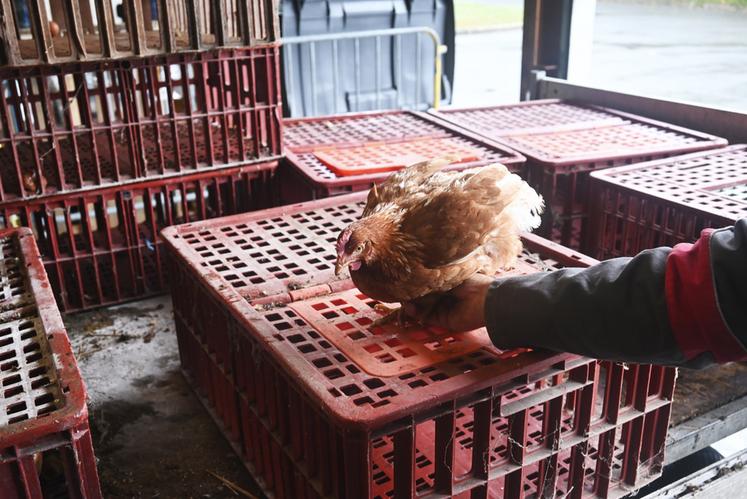 Cent poules ont été adoptées par cinquante foyers lors de l'opération «	Des poules dans mon jardin, des déchets en moins	» organisée par Agglopolys.