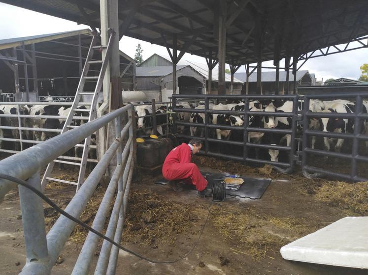 Le tapis de pesée automatique permet de s’affranchir des contraintes liées à la manipulation des animaux pour leur pesée.