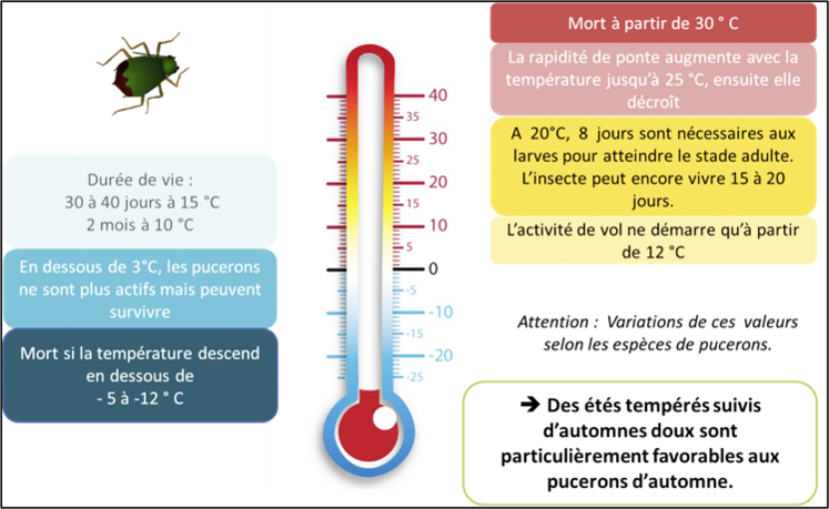 Relation entre températures et activité des pucerons.