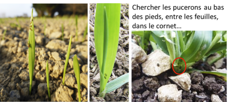 Observation de la levée aux premiers vrais gels. Attention, une observation négative n’indique pas obligatoirement l’absence de pucerons. Dans ce cas, les observations doivent se poursuivre dès le retour de conditions plus propices.