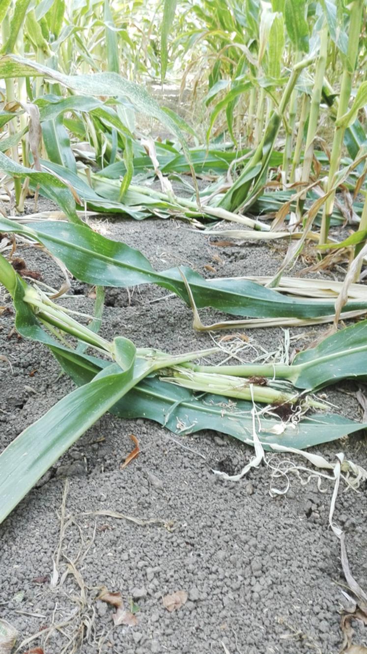 Les sangliers provoquent de plus en plus de dégâts.