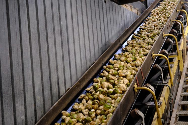 Les betteraves sont d'abord lavées, puis broyées avant d'en extraire le sucre. 