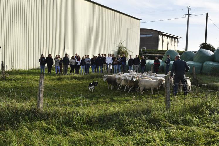 Mercredi 19 octobre, à Amilly. Un groupe d'élèves assiste à une démonstration de chien de berger décrit comme «	un atout dans le travail de tous les jours.	»