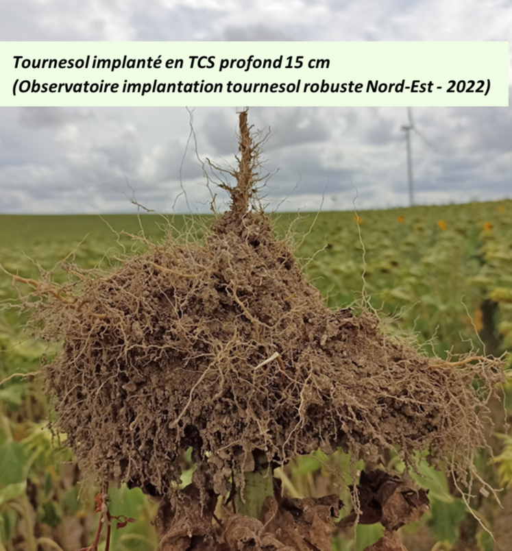 Tournesol implanté en TCS profond 15 cm (observatoire implantation tournesol robuste Nord-Est 2022).