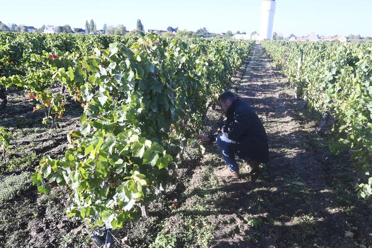 Le jeune vigneron Maxime Cadoux a repris 13 hectares pour son installation. 