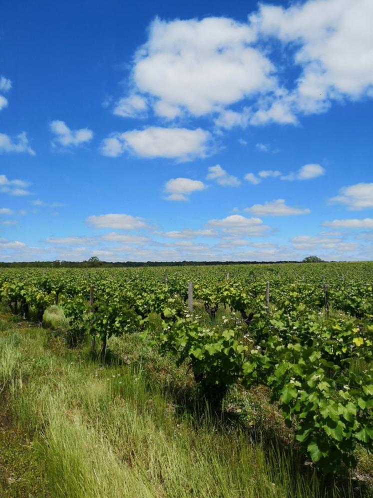 Le domaine des Tabourelles possède un vignoble de 20 hectares avec, au moins une dizaine de cépages différents. 