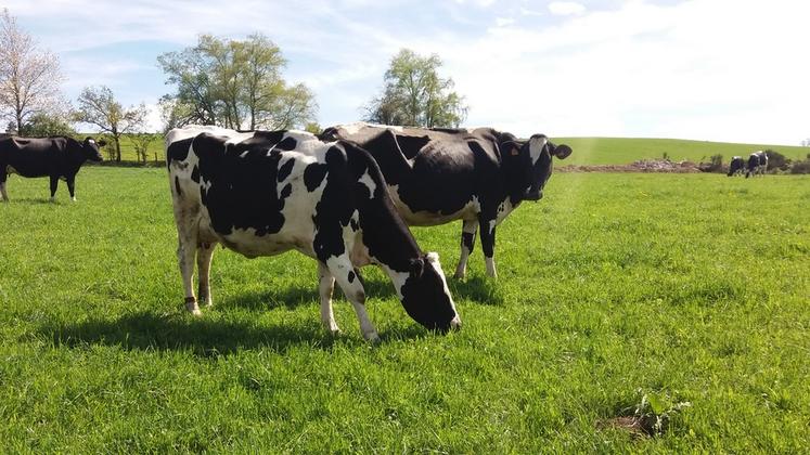 En été, la ration est composée d’herbe à volonté la journée, de 3 kg de foin la nuit et d’1 kg de céréales. La ration hivernale comprend un tiers d’enrubannage, un tiers de regain, un tiers de foin et 1,5 kg de méteil grain aplati.