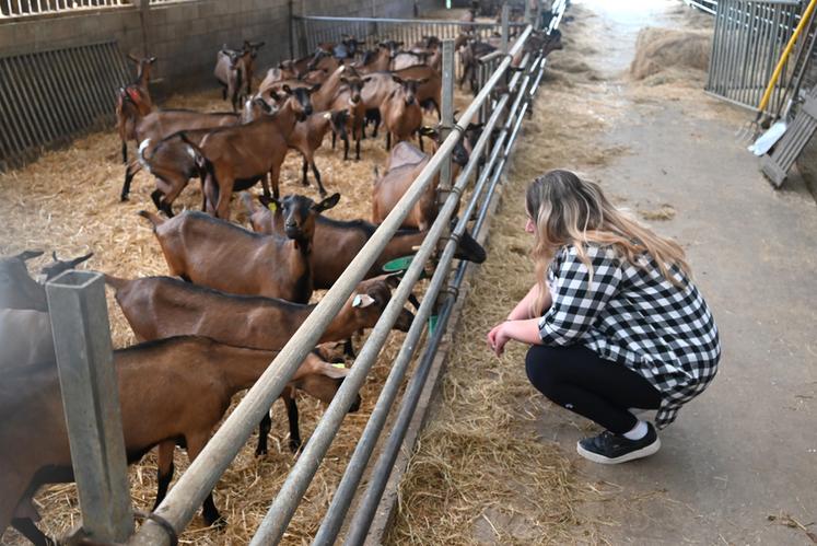 Amélie Maréchal est actuellement agente de remplacement jusqu'à fin novembre. Ensuite, elle poursuivra l'aventure caprine seule avec une installation programmée pour le début d'année 2023.