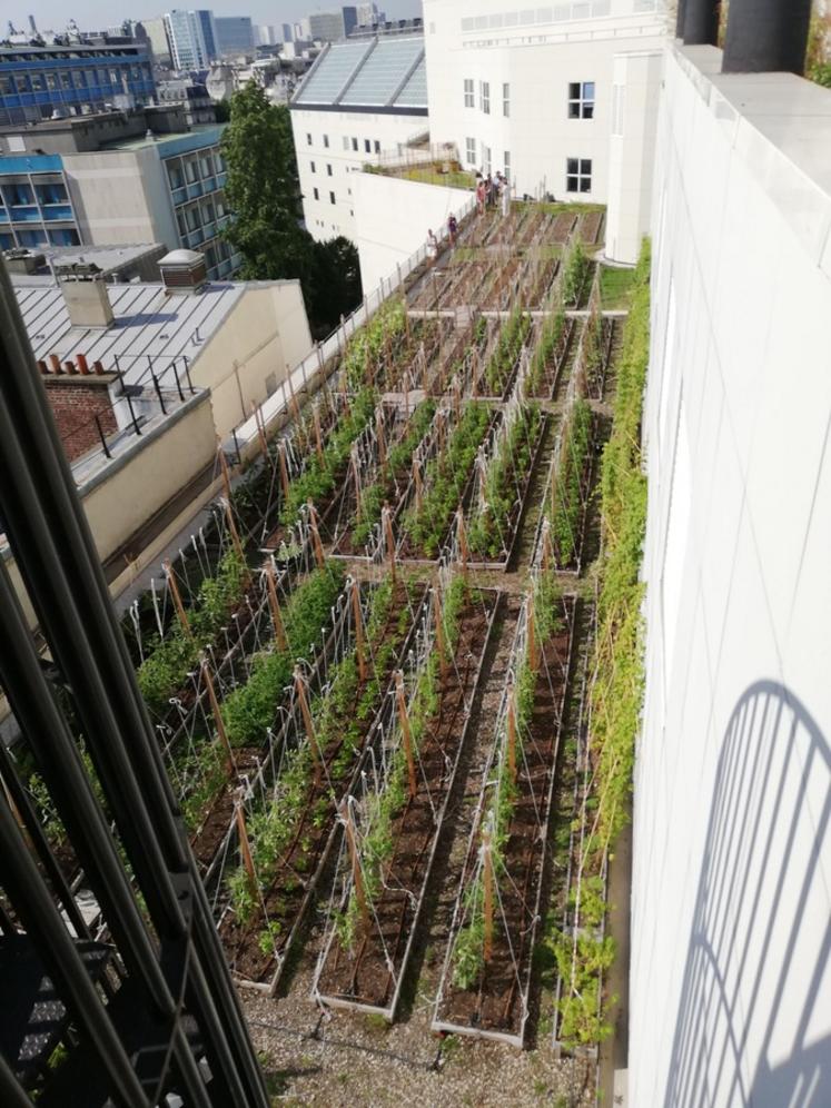 Agriculture urbaine sur le toit de l'opéra Bastille par Topager.