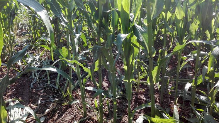 De nombreuses cultures de maïs subissent des dégâts de la part des blaireaux qui s'en nourrissent.