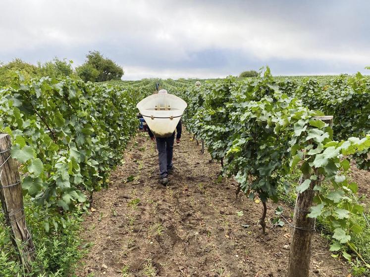 Les vendanges se sont bien déroulées pour les deux appellations du côté de Cheverny, avec des récoltes moyennes qui sont correctes malgré une hétérogénéité due aux aléas climatiques.