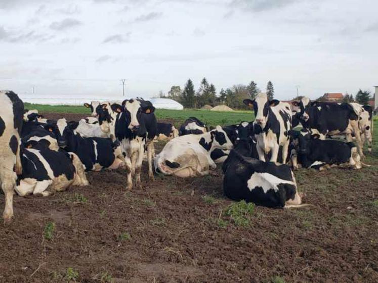 L’exploitation familiale que souhaite reprendre Romain Payen compte 40 vaches en production. Le jeune homme croit dur comme fer en l’avenir de l’élevage.