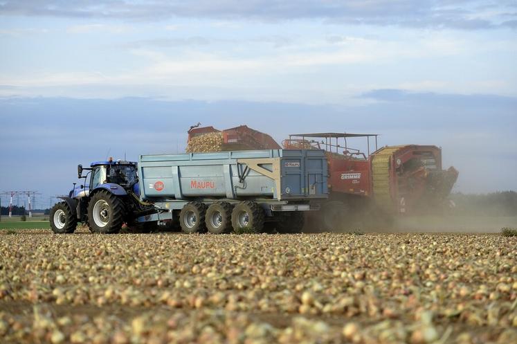Sécheresse et chaleur ont engendré une baisse de la production d'oignons en Beauce. Sans irrigation, la situation aurait été catastrophique.