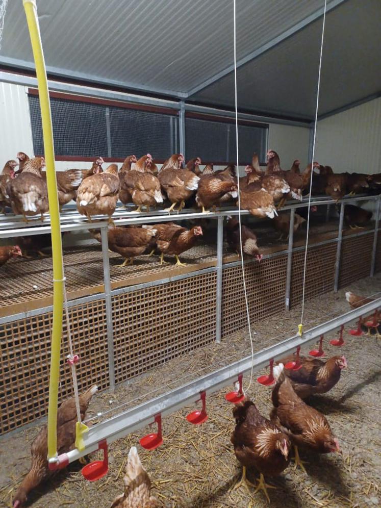 Mesures de confinement pour ses 600 poules pondeuses bio et vigilance accrue pour l'éleveuse sont de rigueur.