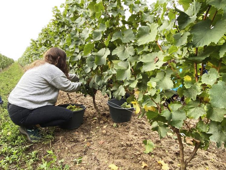 Les vendanges demandent chaque année un fort besoin en main-d'Suvre en Loir-et-Cher. 