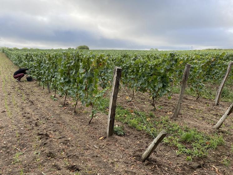La viticulture en Loir-et-Cher a subi des aléas climatiques dans certaines micro-régions créant une forte hétérogénéité des rendements cette année. 