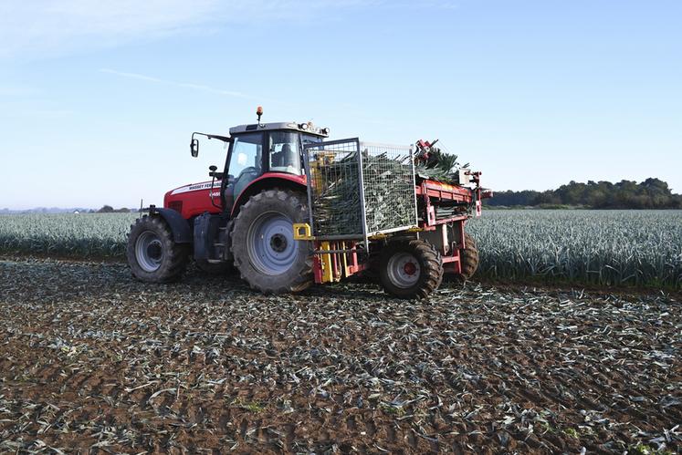 L'arrachage des poireaux se fait mécaniquement plusieurs fois par semaine. 