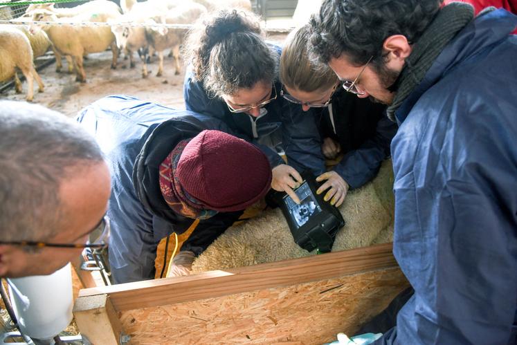 Le 24 novembre, à Thivars. Environ trois cents brebis ont été échographiées par les étudiants vétérinaires de l'école d'Alfort en partenariat avec le GDS Centre.