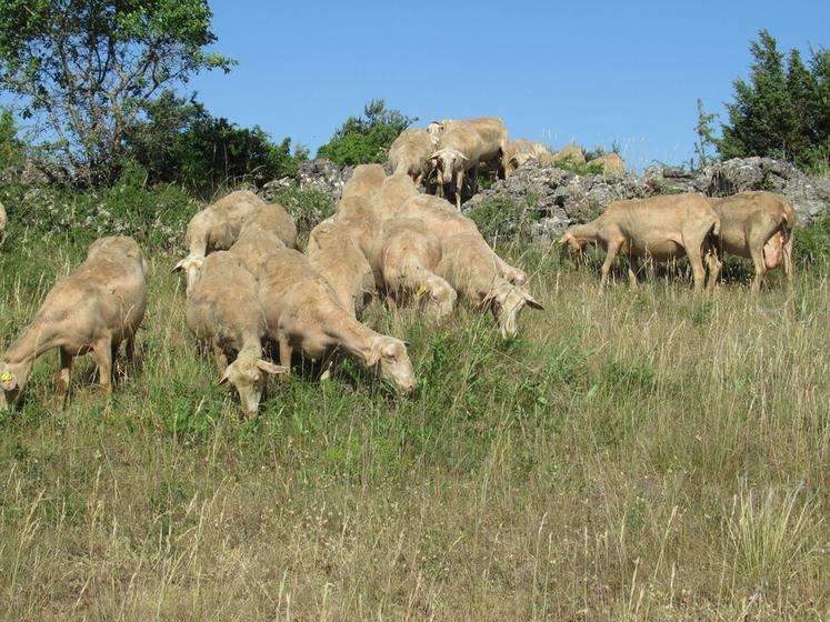 En faisant pâturer les surfaces pastorales aux brebis et agnelles, Caroline et Alain Compan économisent sur les intrants tout en entretenant les espaces ouverts.