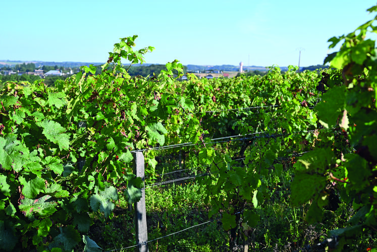 Selon Interloire, «	les conditions météo pendant les vendanges ont été particulièrement favorables à la maturation du raisin	».