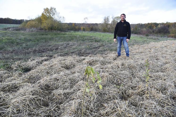 Saint-Ange-le-Vieil, vendredi 25 novembre. Sébastien Goiset devant le linéaire planté le jour de la Sainte-Catherine.