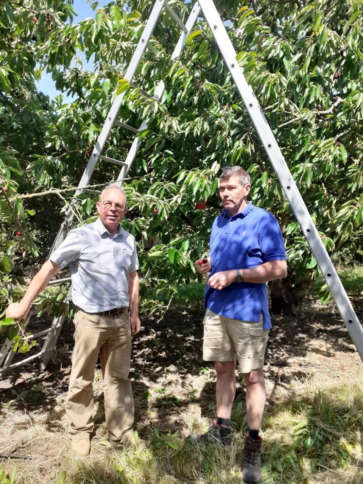 Pour aider les producteurs de cerises à trouver des bras, une conférence de presse a été organisée le 12 juin chez Thierry Lanson, producteur à Saint-Hilaire-Saint-Mesmin. L'opération de communication a porté ses fruits puisque les producteurs ont pu trouver à temps les candidats nécessaires, étant même pour certains débordés par les appels.