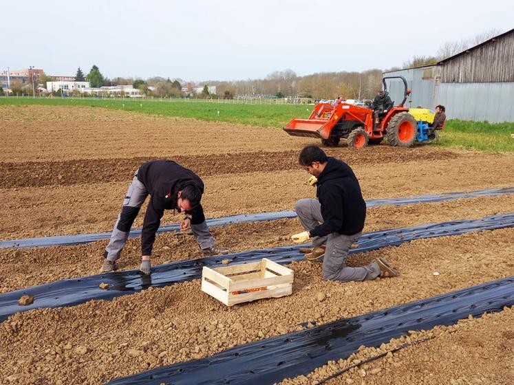 L'Eplefpa de Chartres La Saussaye propose deux formations en maraichage et en production de plantes médicinales et aromatiques, en agriculture bio.