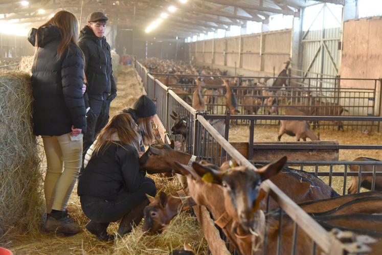 Les apprenants de la MFR de Gien et du CFA de Bellegarde ont participé à deux ateliers	: un auprès des chèvres, l’autre auprès des vaches.