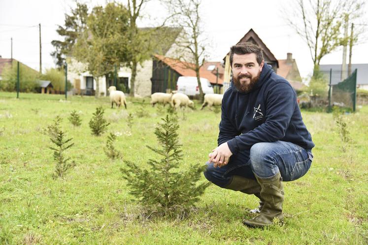Bien que petits aujourd'hui, les sapins d'Adrien Doret seront amenés à décorer votre intérieur lors des prochaines fêtes de Noël.