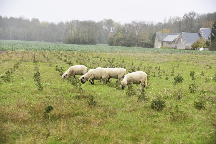 Des moutons shropshire désherbent les parcelles dédiées aux sapins. Grâce à une particularité génétique de la race, ils ne mangent pas les écorces.