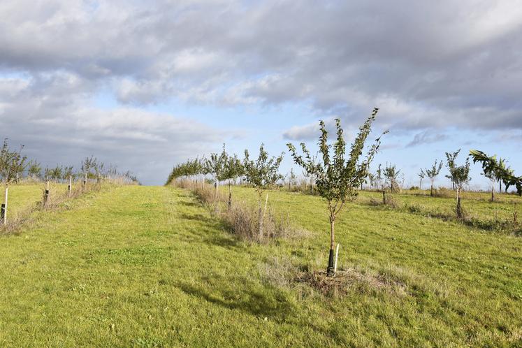 Les amandiers plantés par la SAS font partie intégrante du paysage pour plus de vingt ans.