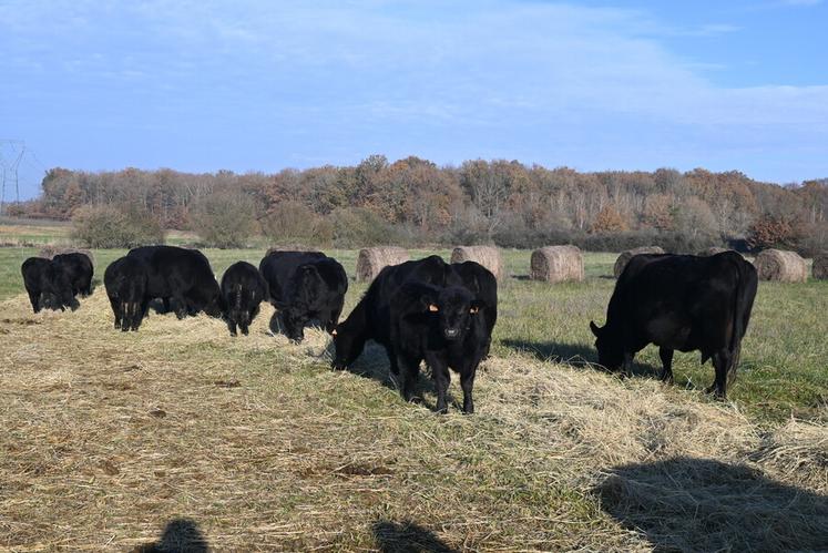 Le troupeau de vaches de Franck Baechler est composé de dix mères, un reproducteur ainsi que huit petits pâturant toute l'année en extérieur. 