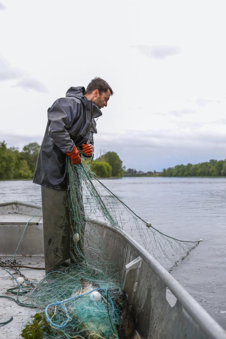 Bruno Gabris utilise la technique du filet dormant pour pêcher ses poissons de Loire. En le retirant, il fait très attention à ne pas abîmer les fonds.