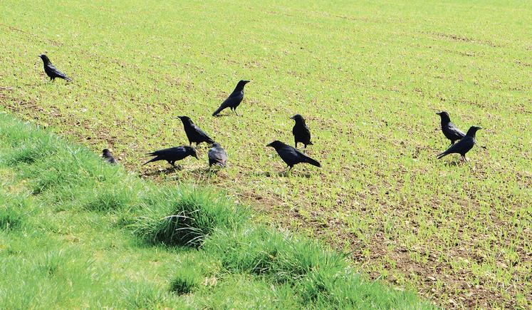 La FNSEA CVL a interpellé les ministères de l’Agriculture et de l’Environnement, ainsi que toutes les associations spécialisées nationales, pour Suvrer à la relance de l'expérimentation et de la commercialisation de répulsifs efficaces contre les attaques de volatiles.
