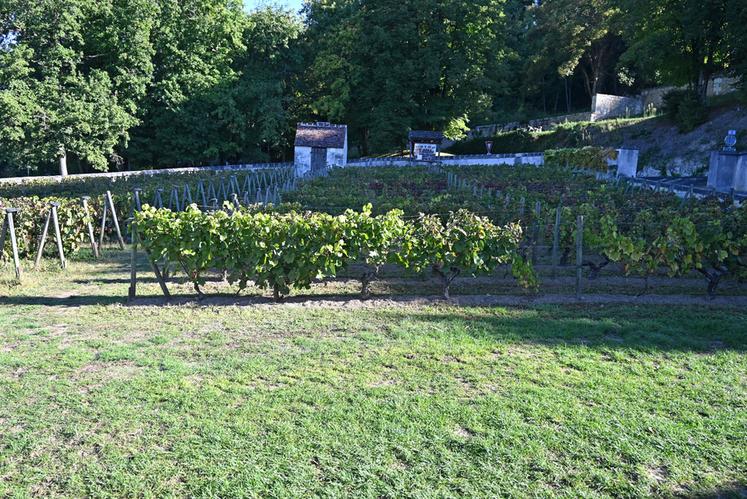 Les nouvelles règles du label HVE imposent aux exploitants viticoles un enherbement de plus de 50	% de la SAU, contre 25	% auparavant. 