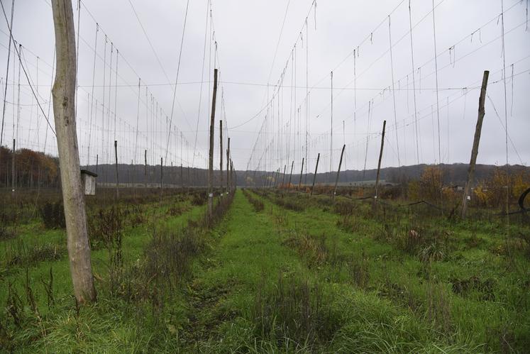 Johann Laskowski est installé sur deux hectares depuis 2017.