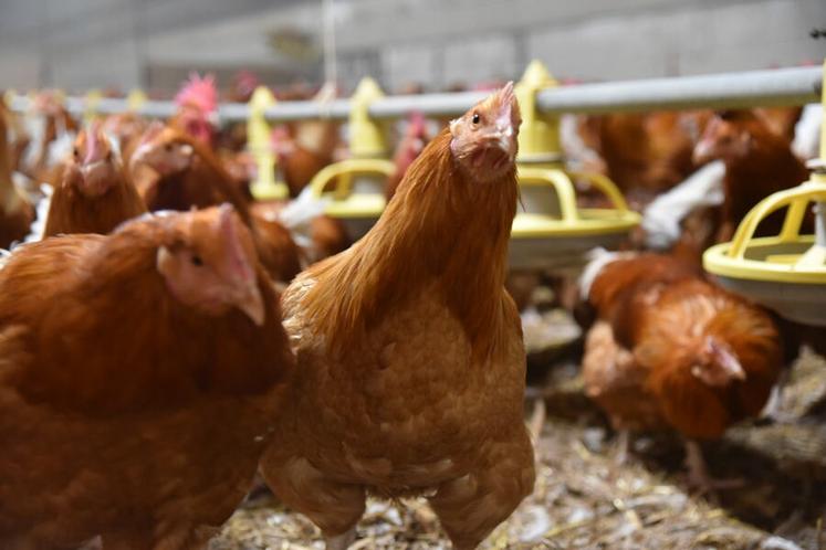Depuis décembre, aucune contamination n'a été constatée dans les élevages loirétains.