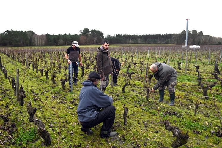 Début janvier, à Saint-Romain-sur-Cher. Durant six semaines, huit personnes ont été formées à la taille de la vigne grâce à une formation organisée par le lycée viticole d'Amboise et financée par Pôle emploi.