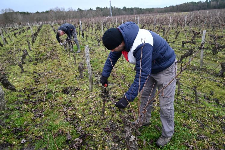Des personnes en reconversion, avec des profils différents, ont découvert le monde viticole et le travail de la vigne.