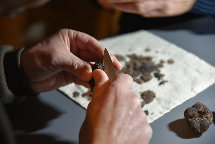 Le canifage permet de juger de la qualité intérieure de la truffe.
