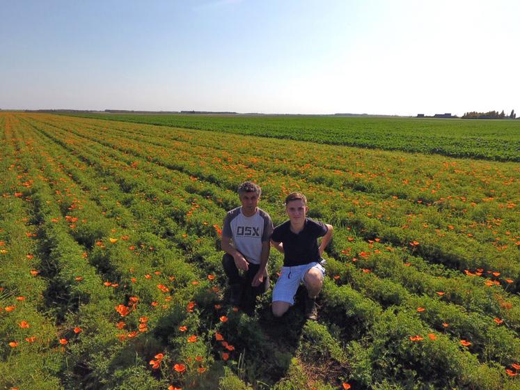 Baptiste Champdavoine et son père Gilles dans le champ de pavots de Californie quelques jours après la récolte.