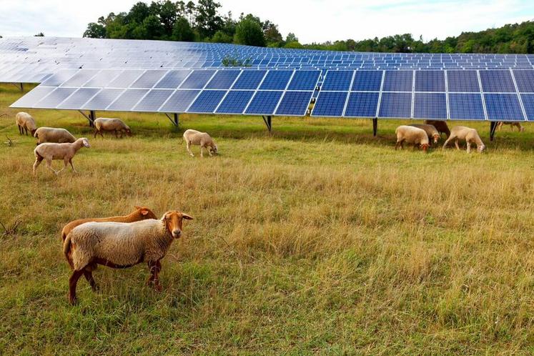 Parmi les services rendus par l’agrivoltaïsme, figure la contribution à l’amélioration du bien-être animal. 